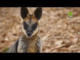 05. kangaroo travel